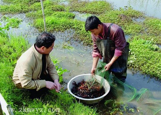 成品虾销售-湖南中科明旺水产养殖
