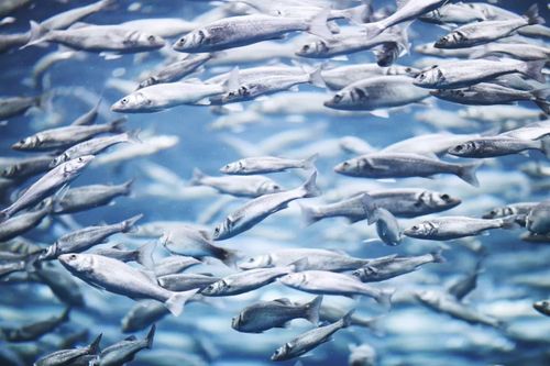 联合国粮农组织最新报告水产养殖鱼类产量增加